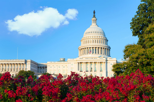 the capitol building in washington d c surrounded by red flowers