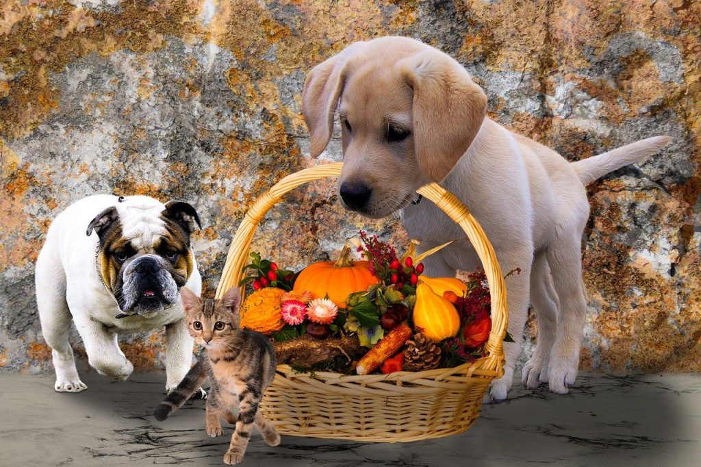 a dog and a cat standing next to each other