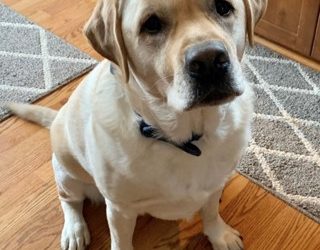 a dog is sitting on the floor looking at the camera