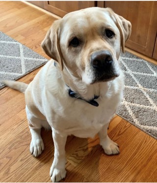 a dog is sitting on the floor looking at the camera